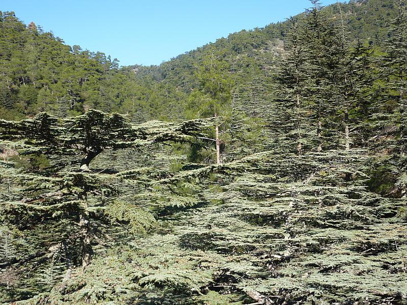 Cedar Valley, Cyprus